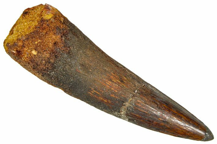 Fossil Spinosaurus Tooth - Real Dinosaur Tooth #365633